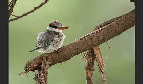 Streifenliest (Halcyon chelicuti)