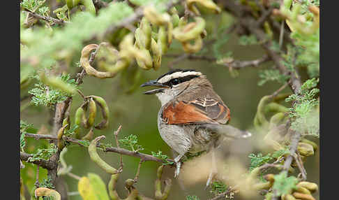 Senegaltschagra (Tchagra senegala)