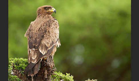 Savannenadler (Aquila rapax)