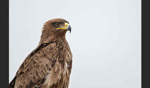 Savannenadler (Aquila rapax)