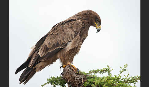 Savannenadler (Aquila rapax)