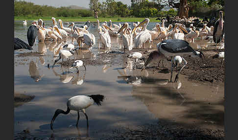 Heiliger Ibis (Threskiornis aethiopicus)