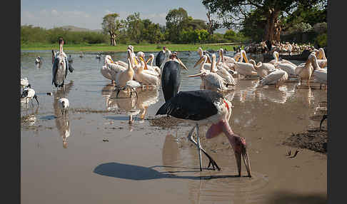 Heiliger Ibis (Threskiornis aethiopicus)