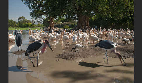 Heiliger Ibis (Threskiornis aethiopicus)