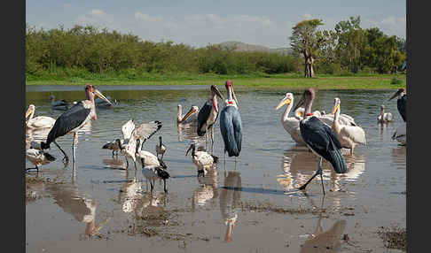 Heiliger Ibis (Threskiornis aethiopicus)