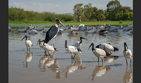 Heiliger Ibis (Threskiornis aethiopicus)