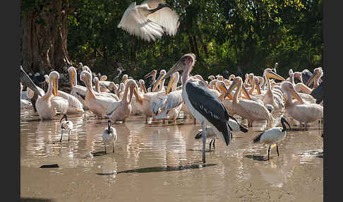 Heiliger Ibis (Threskiornis aethiopicus)