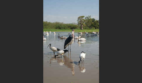 Heiliger Ibis (Threskiornis aethiopicus)