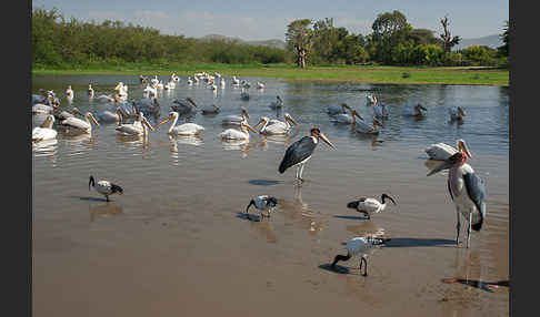 Heiliger Ibis (Threskiornis aethiopicus)