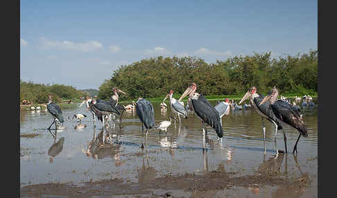 Heiliger Ibis (Threskiornis aethiopicus)