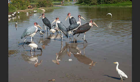 Heiliger Ibis (Threskiornis aethiopicus)