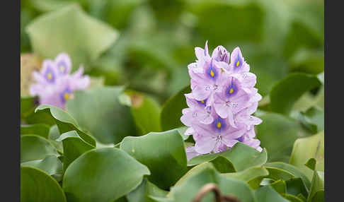 Wasserhyazinthe (Eichhornia spec.)