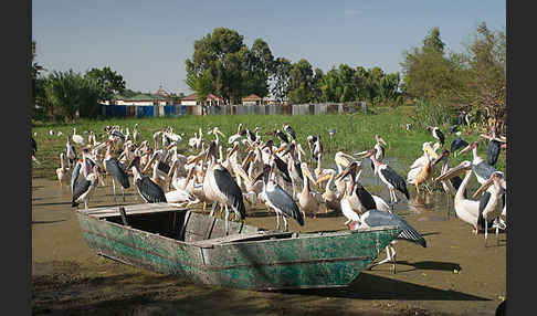 Rosapelikan (Pelecanus onocrotalus)