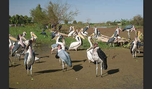 Rosapelikan (Pelecanus onocrotalus)