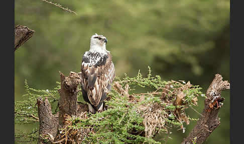 Schreiseeadler (Haliaeetus vocifer)