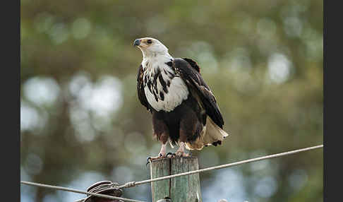 Schreiseeadler (Haliaeetus vocifer)