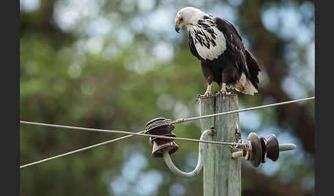 Schreiseeadler (Haliaeetus vocifer)