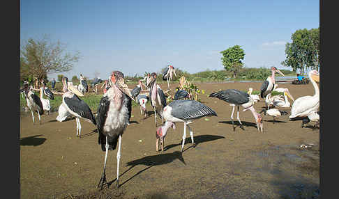 Rosapelikan (Pelecanus onocrotalus)