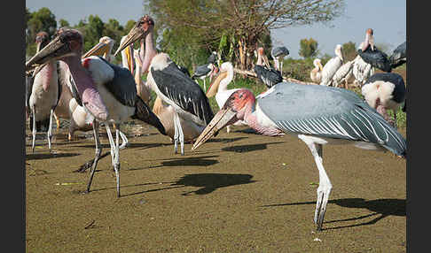 Marabu (Leptoptilos crumiferus)