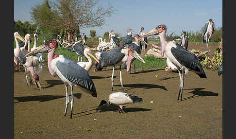 Marabu (Leptoptilos crumiferus)