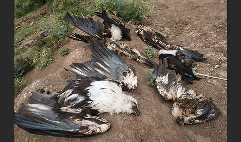 Schreiseeadler (Haliaeetus vocifer)