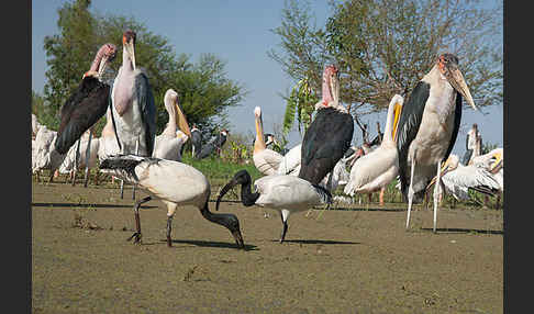 Marabu (Leptoptilos crumiferus)