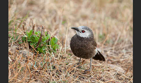 Weißbürzeldrossling (Turdoides leucopygia)