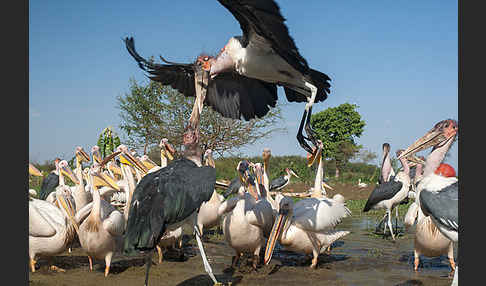 Marabu (Leptoptilos crumiferus)