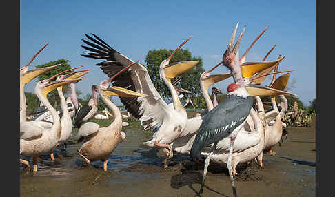 Marabu (Leptoptilos crumiferus)