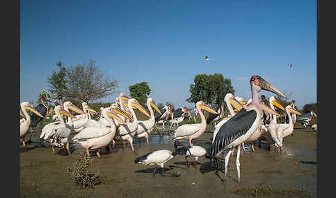 Marabu (Leptoptilos crumiferus)