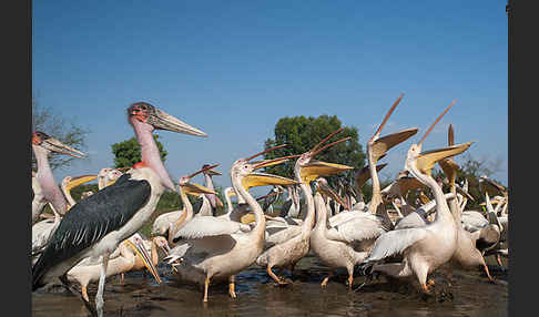 Marabu (Leptoptilos crumiferus)