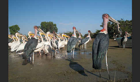 Marabu (Leptoptilos crumiferus)