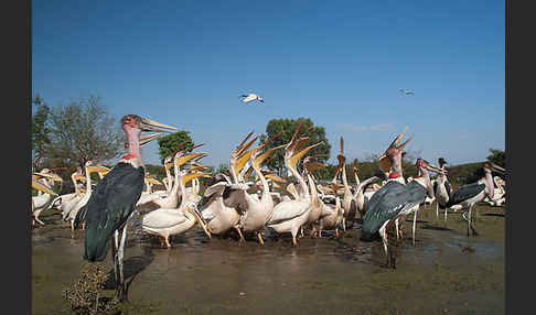 Marabu (Leptoptilos crumiferus)