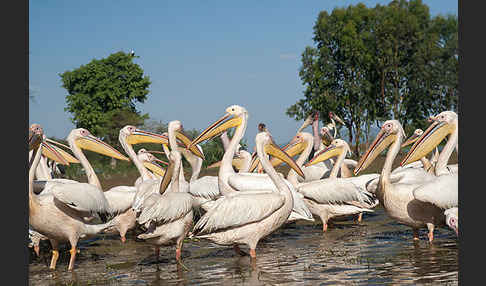 Marabu (Leptoptilos crumiferus)