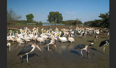 Marabu (Leptoptilos crumiferus)