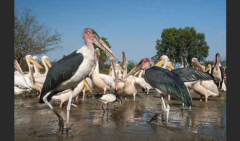 Marabu (Leptoptilos crumiferus)