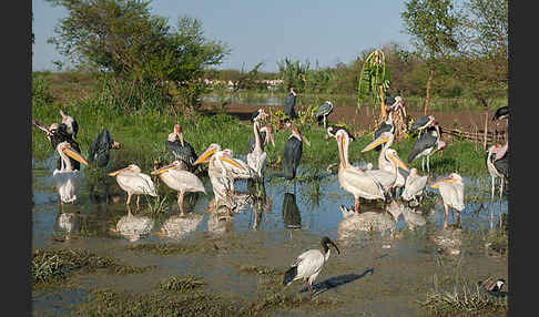 Marabu (Leptoptilos crumiferus)