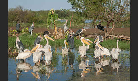 Marabu (Leptoptilos crumiferus)