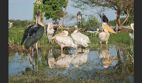 Marabu (Leptoptilos crumiferus)