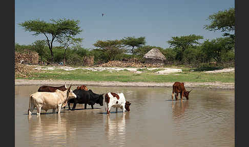 Zebu (Bos primigenius indicus)