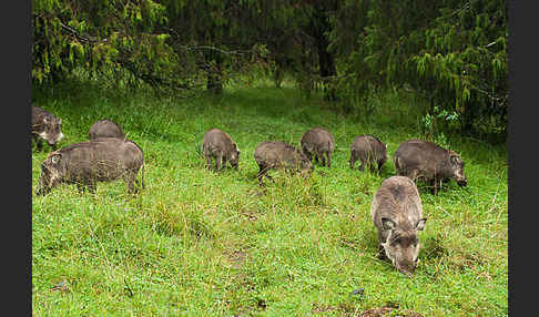 Warzenschwein (Phacochoerus africanus)