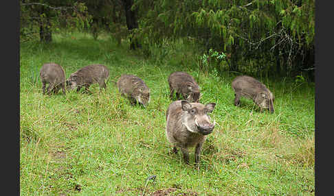 Warzenschwein (Phacochoerus africanus)