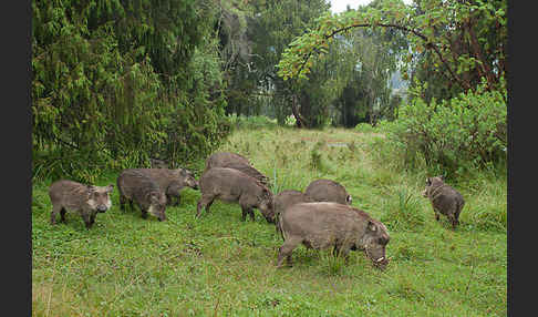 Warzenschwein (Phacochoerus africanus)