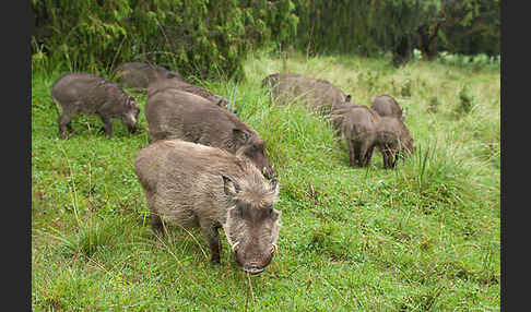 Warzenschwein (Phacochoerus africanus)