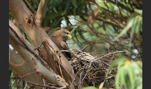 Schmarotzermilan (Milvus migrans parasitus)