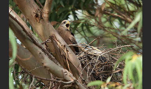 Schmarotzermilan (Milvus migrans parasitus)