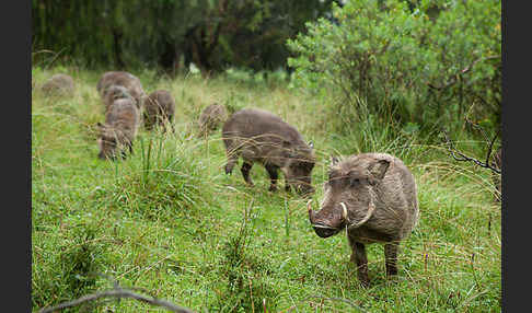 Warzenschwein (Phacochoerus africanus)