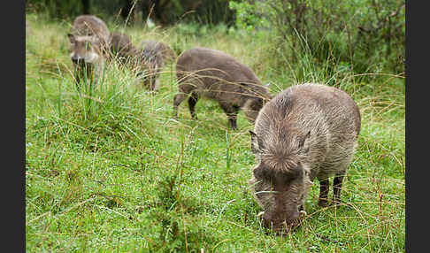 Warzenschwein (Phacochoerus africanus)