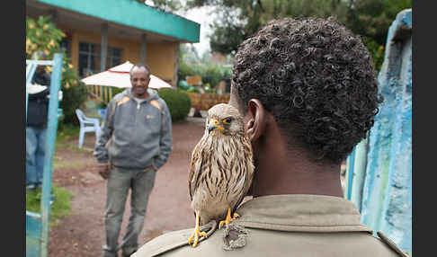 Rötelfalke (Falco naumanni)