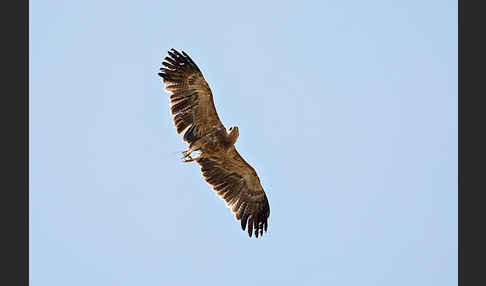 Savannenadler (Aquila rapax)